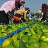 Hatay'da erkenci mandalina hasadı başladı Hatay'da erkenci mandalina hasadı başladı