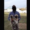 Van’da köpek dövüştürenlere para cezası