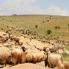 10 bin lira maaşla çalıştıracak çoban bulamıyorlar 10 bin lira maaşla çalıştıracak çoban bulamıyorlar