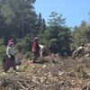 Antalya'da kuzugöbeği mantarı sezonu başladı Antalya'da kuzugöbeği mantarı sezonu başladı