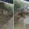 İftar sofrasına gelen tilkiyi beslediler İftar sofrasına gelen tilkiyi beslediler