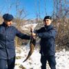 Yaralanan şahini jandarma kurtardı