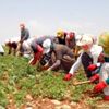 Mevsimlik işçiler için yeni önlemler alındı
