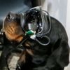 ABD ordusu, patlayıcı arayan köpeklerde artırılmış gerçeklik teknolojisini deniyor