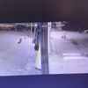Yavru köpeği zehirli mermi ile öldürdü