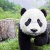 Pandaların Dili Çözüldü