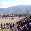 Bozdoğan da develer güreşti Bozdoğan da develer güreşti