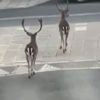 Paris sokaklarına geyikler indi