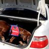 Narkotik köpeği Vuslat emekli oldu Narkotik köpeği Vuslat emekli oldu