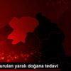 Tüfekle vurulan yaralı doğana tedavi Tüfekle vurulan yaralı doğana tedavi