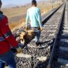 Kayseri de trenin çarptığı köpek yaralandı