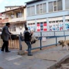 Bu cani aramızda... Döverek bayıltılan köpeği, köprüden aşağı attı