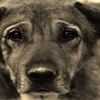Bursa’da 84 köpek katledildi Bursa’da 84 köpek katledildi