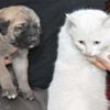 ﻿Kangal ve Van kedisine izin çıktı