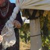 Tarım sigortası ne kadar? Tarım sigortası ne kadar?