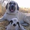 Erzincan'da çoban köpeğinden vefa örneği