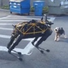 Gerçek köpek robota karşı