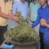 Hakkari'de bir ilk: Yeşil fındık Hakkari'de bir ilk: Yeşil fındık