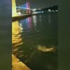 Yunuslar Ortaköy Sahil'de görüldü