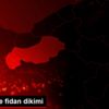 Gerede de fidan dikimi