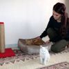 Yüksekovalı Mizgin den, sokak hayvanları için yardım ...