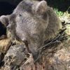 Bozayının ölü bulunmasında 'zehirli et' şüphesi Bozayının ölü bulunmasında 'zehirli et' şüphesi
