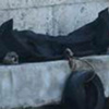 Sarıyer'de ceset şoku! Sarıyer'de ceset şoku!