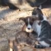 Yavru köpeği kedi sahiplendi