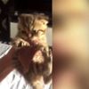 Canı pahasına eti bırakmayan sevimli kedi