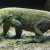 Endonezya'da kaçak Komodo ejderi operasyonu Endonezya'da kaçak Komodo ejderi operasyonu