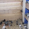 Güvercinleri için kurşun geçirmez kümes yaptı Güvercinleri için kurşun geçirmez kümes yaptı