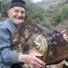 Asırlık çınar