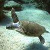 Caretta carettalar için kamu spotu