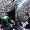 Balıkçılardan örnek hareket: Binlerce kefal yavrusunu denize bıraktılar Balıkçılardan örnek hareket: Binlerce kefal yavrusunu denize bıraktılar