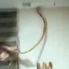 Kartonpiyerin arasından 2 yılan çıktı Kartonpiyerin arasından 2 yılan çıktı