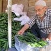Salatalık fiyatları tarlada düşüşe geçti Salatalık fiyatları tarlada düşüşe geçti