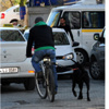 Köpek bu kez bisiklete bağlandı Köpek bu kez bisiklete bağlandı