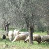 Hayvan otlatmaya giden çiftçi ölü bulundu Hayvan otlatmaya giden çiftçi ölü bulundu