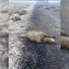 Şanlıurfa'da feci kaza: 13 öğretmen yaralı Şanlıurfa'da feci kaza: 13 öğretmen yaralı