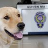 Sokakta kaybolan köpek karakola sığındı Sokakta kaybolan köpek karakola sığındı