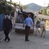 Atına sopayla vuran şahsa ceza kesildi Atına sopayla vuran şahsa ceza kesildi
