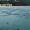 Son dakika: Denize balık için açıldı domuz avladı |Video