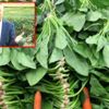 Zehirli ıspanağın sırrı çözüldü! Ispanağa yabani şeytan ... Zehirli ıspanağın sırrı çözüldü! Ispanağa yabani şeytan ...