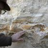 Edirne de mamut fosili bulundu Edirne de mamut fosili bulundu
