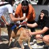 Hayvanseverler, barınaktaki köpekleri yıkadı