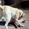Acımasızca dövüştürülen köpeklerin görüntüleri yürekleri parçaladı Acımasızca dövüştürülen köpeklerin görüntüleri yürekleri parçaladı