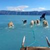 Video | Grönland da eriyen buz üzerinde kızak köpekleri