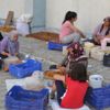 Kayısıda patik dönemi başladı