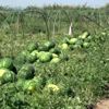 Adana da karpuzda hasat coşkusu