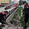 Afyonkarahisar da polis, sokak hayvanlarına mama bıraktı Afyonkarahisar da polis, sokak hayvanlarına mama bıraktı